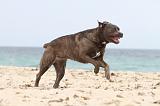 CANE CORSO 644